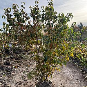 Cornus kousa 'Milky Way' Kluit 200/225cm.