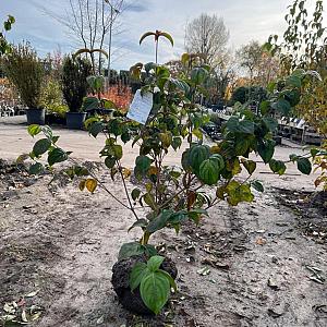 Cornus kousa 'Satomi' Kluit 80/100cm.