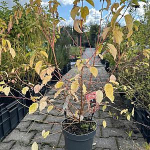 Cornus sanguinea 'Midwinter Fire' Container 10lt. 60/80cm.