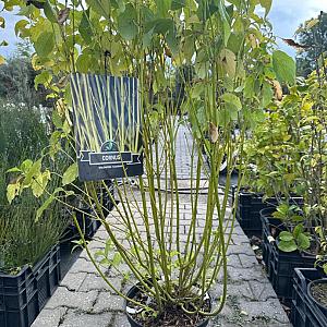 Cornus stol. 'Flaviramea' Container 10lt. 80/100cm.
