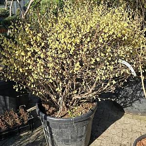 Corylopsis pauciflora Bolvorm 80/100cm