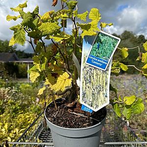 Corylus avellana 'Contorta' Container 4lt. 40/60cm.