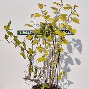 Corylus avellana 'Contorta' Container 4lt. 40/60cm.