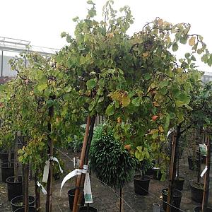 Corylus avelana 'Twister' Container 18lt. 150cm. stam.