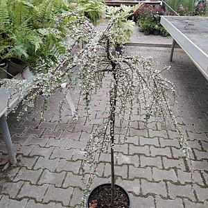 Cotoneaster atrop. 'Variegatus' Container 7,5lt. 80/100cm.