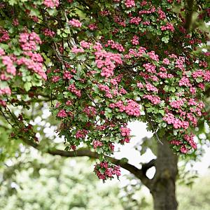 Crataegus laev. 'Paul's Scarlet' Plantzak 10/12 Hoogstam