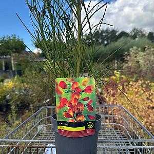 Cytisus in soorten Container 2lt. 40/45cm.