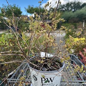 Deutzia Yukis 'Snowflake' Container 3lt. 25/30cm.