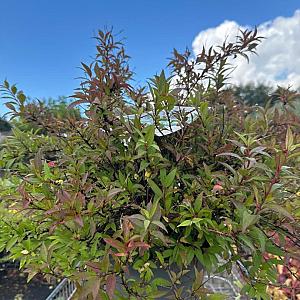 Deutzia Yuki 'Cherry Blossom' Container 3lt. 30/40cm.