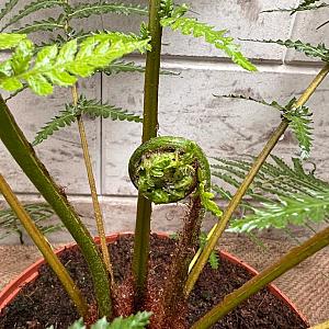 Dicksonia antarctica Container 7,5lt. 70/80cm.