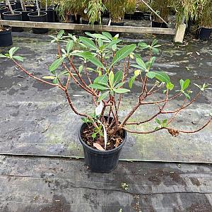 Edgeworthia chrys. 'Grandiflora' Container 20 lt.