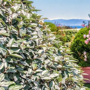Eleagnus ebbingei 'Compacta' Kluit 120/140cm.