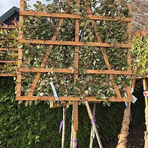 Eleagnus eb. 'Compacta' Leivorm Container 25lt. 100/120cm.
