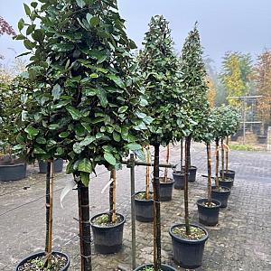 Elaeagnus ebb. 'Compacta' Cone op stam Container 30lt. 80/100cm.