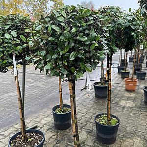 Elaeagnus ebb. 'Compacta' Halfstam Container 20lt. 60/80cm.