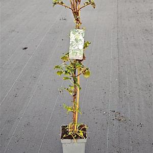 Hydrangea petiolaris Container 2lt. 80/100cm.