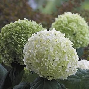 Hydrangea 'Strong Annabelle' Container 5lt.