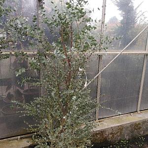 Eucalyptus 'Azura' Container 2lt. 25/30cm.
