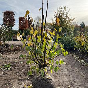 Euonymus alatus Kluit 80/100cm.