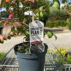 Euonymus alatus 'Compactus' Container 3lt. 30/35cm.