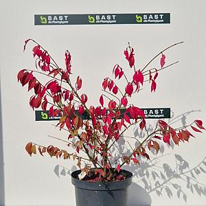 Euonymus alatus 'Compactus' Container 3lt. 30/35cm.