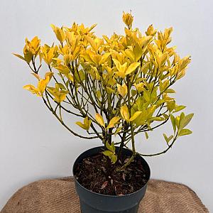 Euonymus japonicus Container 5lt.