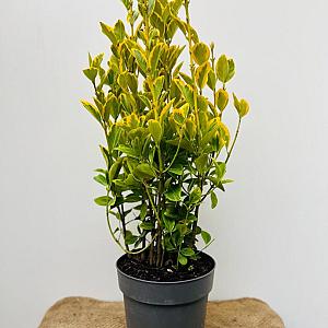 Euonymus jap. 'Aureomarginatus' Container 4lt. 35/40cm.