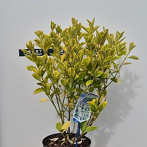 Euonymus jap. 'Aureomarginatus' Container 5lt. 40/45cm.