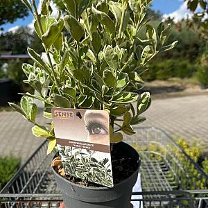 Euonymus jap. 'Kathy' Container 3lt. 25/30cm.