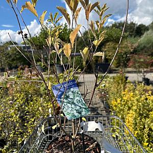 Exochorda racem. 'Blushing Pear' Container 2lt. 30/40cm.