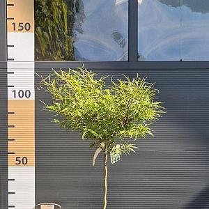 Fagus syl. 'Mercedes' Container 10lt. 60cm. stam
