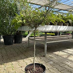 Fagus syl. 'Mercedes' Container 10lt. 60cm. stam