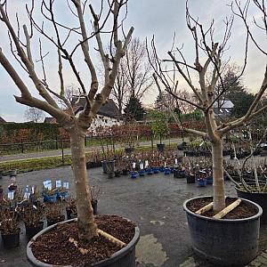 Ficus carica Container 160lt. 16/18cm.