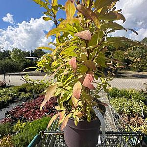 Forsythia intermedia 'Weekend' Container 7,5lt. 50/60cm.