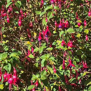 Fuchsia 'Riccartonii' Pot 9cm.