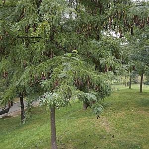 Gleditsia triac. inermis Container 160lt. 20/25cm.
