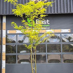 Gleditsia triac. inermis Meerstammig Container 180lt. 400/450cm.