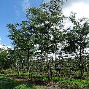 Gleditsia triac. inermis Meerstammig Container 180lt. 400/450cm.
