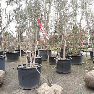 Gleditsia triac. 'Sunburst' Container 130l. 18/20