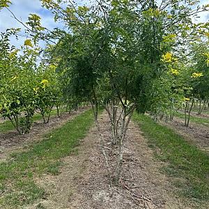Gleditsia tria. 'Sunburst' Meerstammig Container 130lt 200/250cm.
