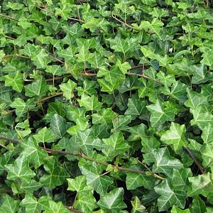 Hedera hibernica Container 2lt. 125/150cm.