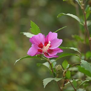 Hibiscus syr. 'Woodbridge' Container 7,5lt. 100cm. stam