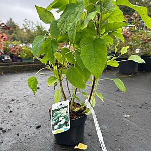 Hydrangea arborescens 'Annabelle' Container 3lt.