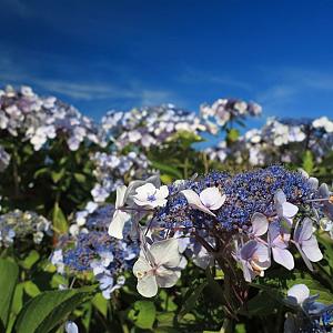 Hydrangea aspera 'Macrophylla' Container 3lt. 25/30cm.