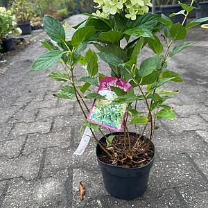 Hydrangea pan. 'Limelight' Container 3lt.