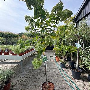 Hydrangea pan. 'Limelight' stam Container 20lt. 100cm. stam