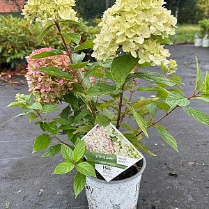 Hydrangea paniculata 'Little Lime' Container 10lt. 35/40cm.