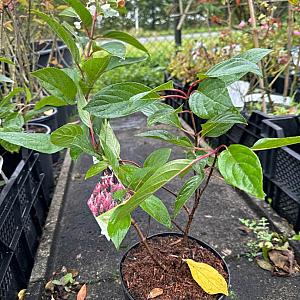 Hydrangea paniculata 'Pinky Winky' Kluit 80/100cm.