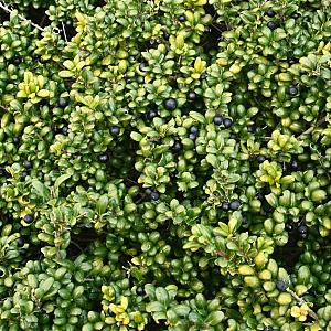 Ilex crenata 'Convexa' Container 3lt. 30/40cm.