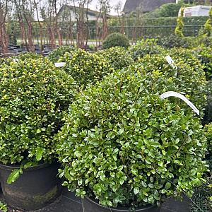 Ilex crenata 'Caroline Upright' Bolvorm Kluit 40cm.